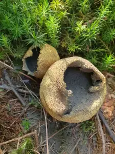 Annelies 04 Explosie of implosie